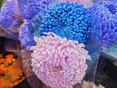 -循礼门鲜花花市(武汉循礼门店)