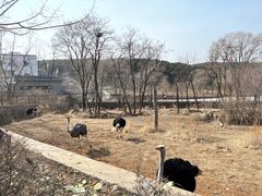 -沈阳森林动物园