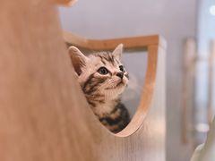 -BABIT巴比特宠物(MOMOPARK店)