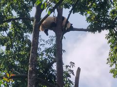 -中国大熊猫保护研究中心雅安碧峰峡基地