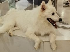 -共舞时光猫咖·狗咖(新街口店)