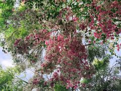 -深圳国际园林花卉博览园