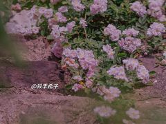 -江南茗茶城