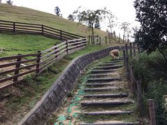 -神户市立六甲山牧场
