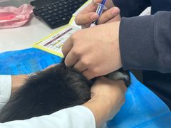 -喜多萌中农锦绣动物医院24H·猫科·牙科MRI·CT