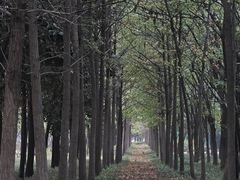 -洛阳市隋唐城遗址植物园