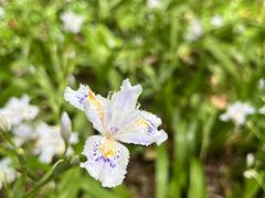 -上海滨江森林公园