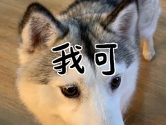 苹果-Husky Go! 哈士奇体验馆·宠物咖啡厅狗咖