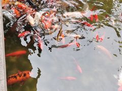 -苏州吴宫泛太平洋酒店