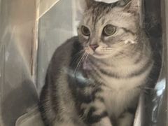 -十年猫舍·猫咪专门店(普陀店)