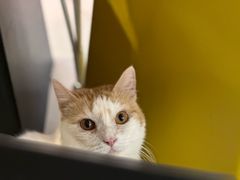 -平行世界·猫咖(首经贸店)