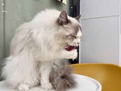 -有喵·猫咖·狗咖·40+猫狗有小奶狗(岗厦店)