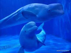 -多彩贵州城极地海洋世界