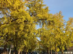 -三里屯东五街银杏大道