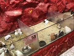 -上海大自然野生昆虫馆(东方明珠·爬宠昆虫探索中心)