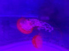 -海合安武汉极地海洋公园