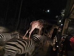 -清迈夜间动物园