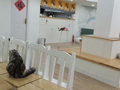 大堂-李小姐の猫咖啡馆(五角场店)