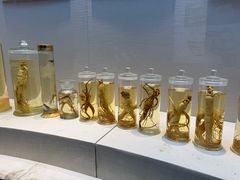 -广东中医药博物馆