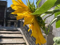 -锦溪古镇
