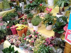 -秦美花卉(天朗·莱茵小城2期店)