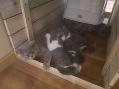 超可爱的猫猫-喵屋coffee