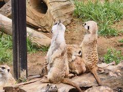 -大连森林动物园