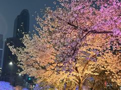 -西北湖绿化广场