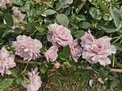 -人民公园(罗湖区)