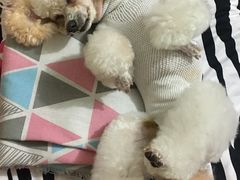 -暖阳宠物医院·犬猫康复中心·骨科
