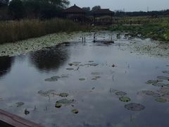 -荷塘月色湿地公园·向阳花洲