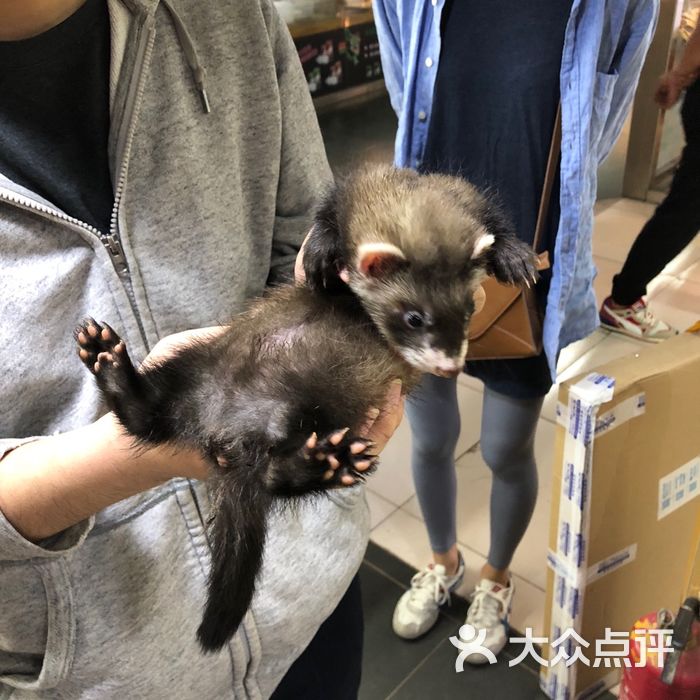 安哥鲁宠物貂专卖店图片-北京宠物店-大众点评网