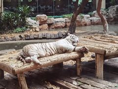 -白虎自助餐厅·真老虎·景观自助餐厅(广州长隆酒店)