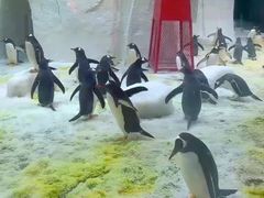 -大连圣亚海洋世界