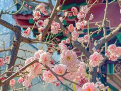 -趵突泉景区