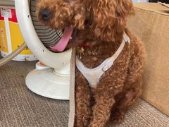 -佳怡动物医院·平价24小时·猫专科骨外科