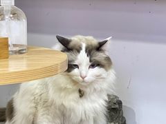 -白兔子密室(长寿路店)