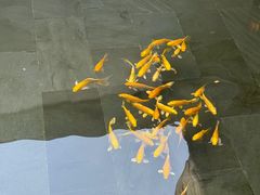 -觀芷隐轩
