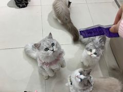 -怪兽屋·羊驼·猫咖·狗咖(俊华广场店)