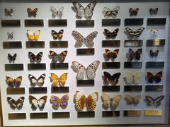 -上海昆虫博物馆