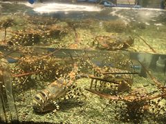 龙虾-Isla Sugbu Seafood City