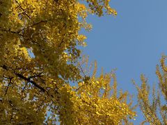 -三里屯东五街银杏大道
