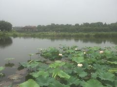 -荷塘月色湿地公园·向阳花洲