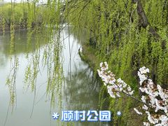 -顾村公园