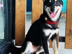 -柴犬高等学院·狗咖·柴犬售卖·宠物训练