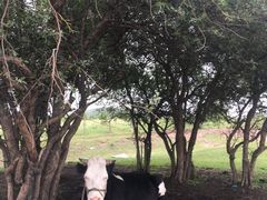-乌兰布统草原