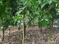 -歌斐颂巧克力小镇