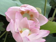 -荔湾湖公园