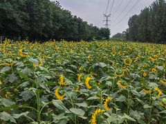 -长白岛森林公园