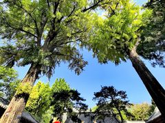 -泰山风景名胜区-普照寺